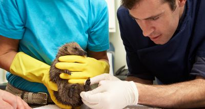 RSPCA cared for more than 22,000 animals during 2020 pandemic